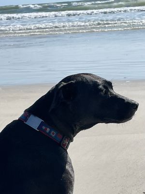 Black dog with Nautical flags collar on a beach with ocean waves in the background