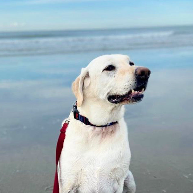 White dog on a beach with ocean in the background and bowtie collar
