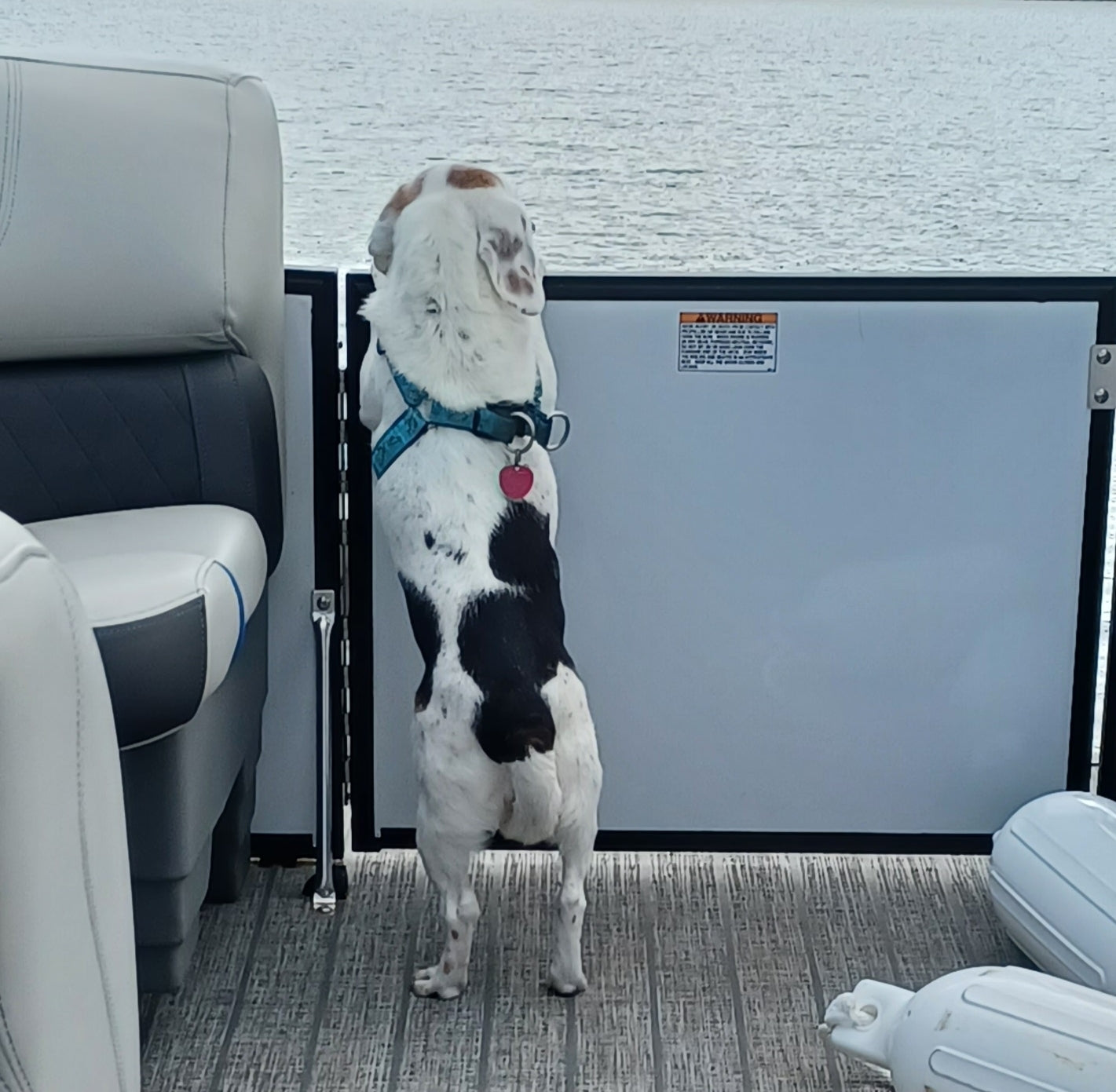 Dog standing on a boat looking out over water