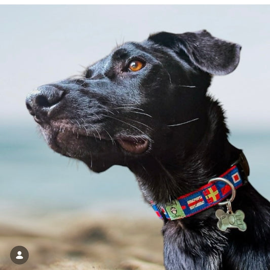 D. Crew Dog Collar and Leash