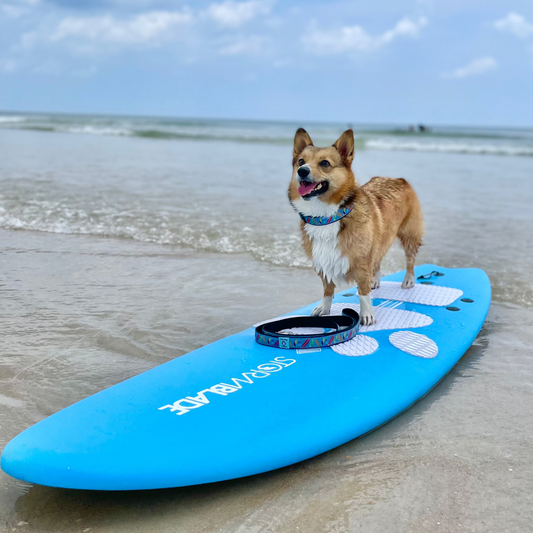 A small tan and white dog with surfboard collar stands on a bright blue paddleboard on a sandy beach with ocean waves and a cloudy blue sky in the background. @firstcoastcorgi