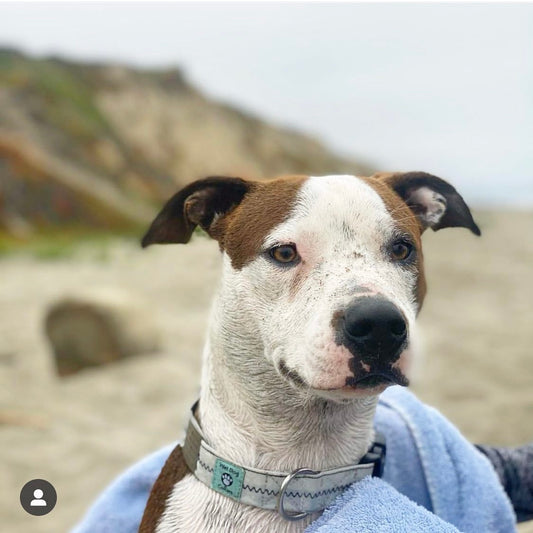 dog on a beach with sailcloth dog collar