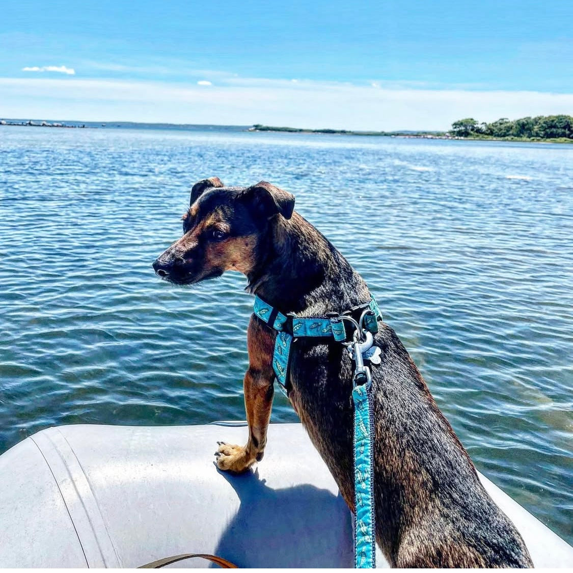 Dog on a boat looking out over water with a blue sky wearing a sea turtle step in harness and leash