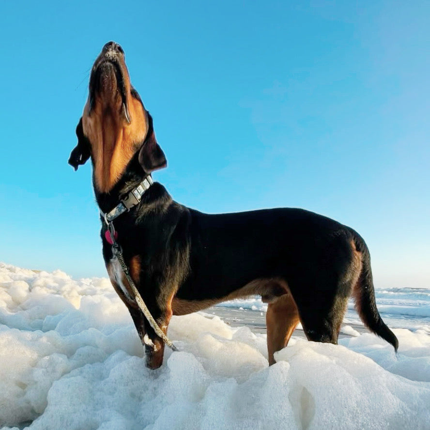 Dog with 4 oceans collar standing in surf with a clear blue sky in the background