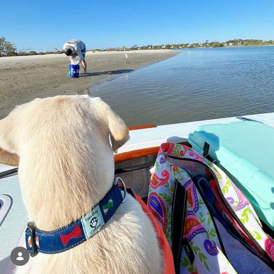 Dog on a boat in beachside bowie collar on shore