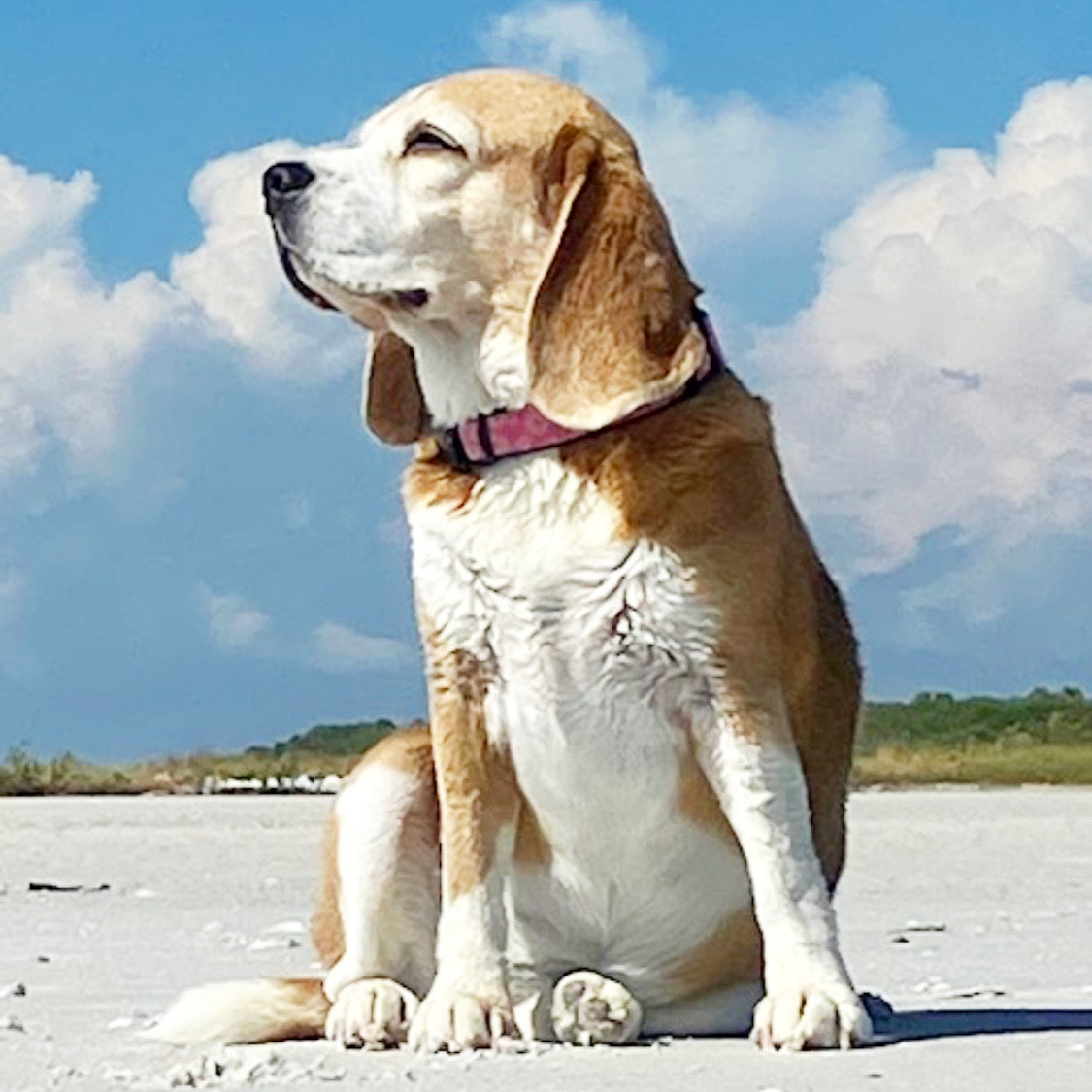 Beagle dog with daisy collar sitting on a sandy beach with a blue sky and clouds in the background
