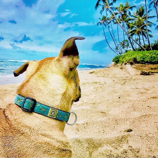 Dog on a beach with a sea turtle collar, palm trees in the background