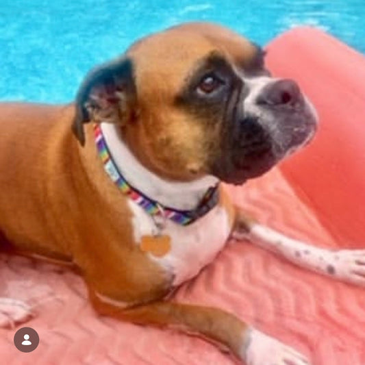 Boxer earing Beach Cabana collar in pool floating on a water pad