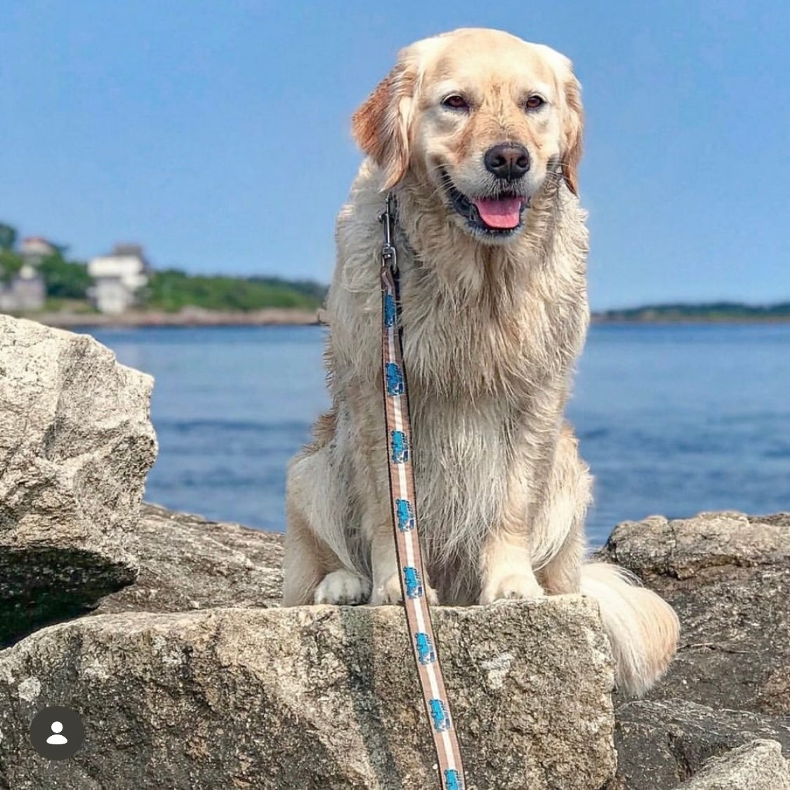 Dog sitting on rocks by the water with a Bessie the Bus leash