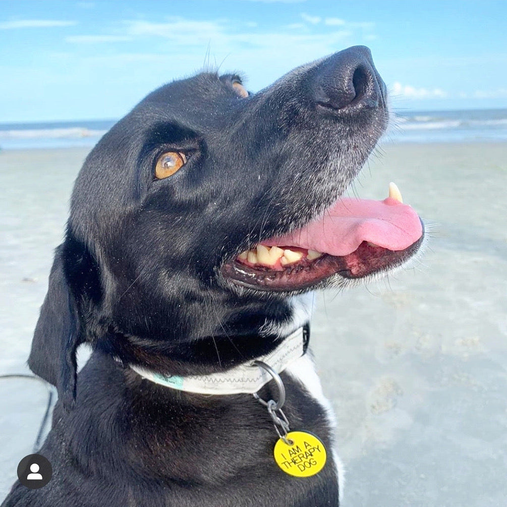 Black dog on beach with Sailcloth dog collar