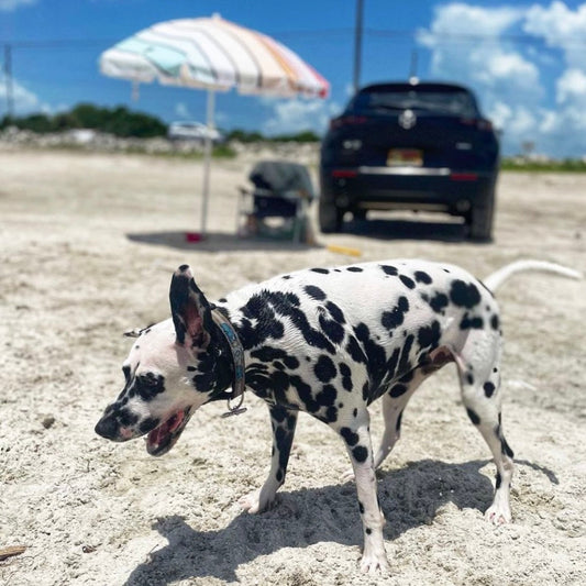 Dalmatian with Bessie the Bus collar standing on a sandy beach with an umbrella and car in the background.