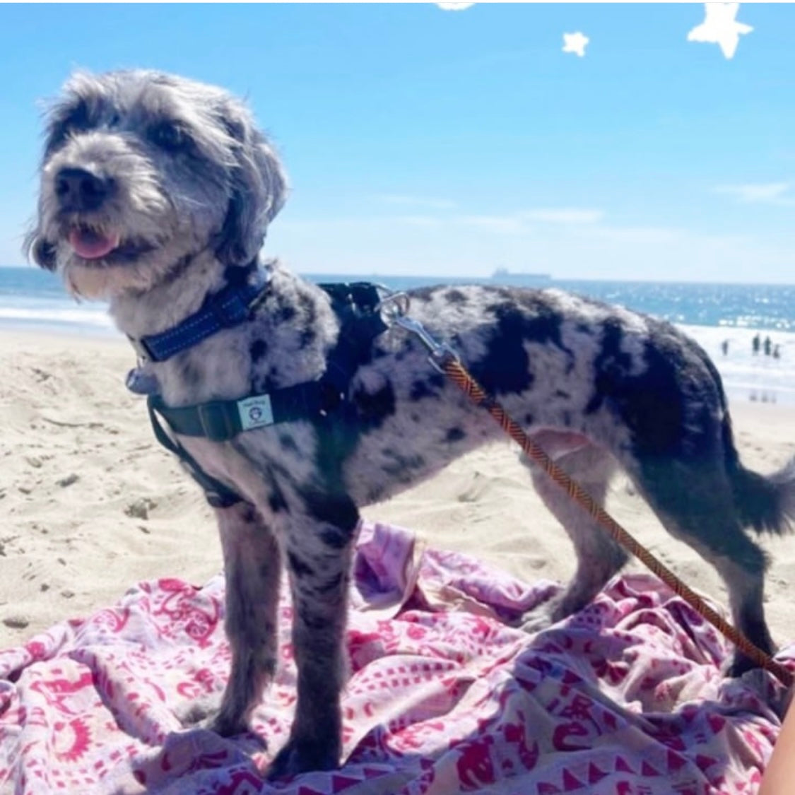 Dog in a no pull harness standing at the beach and ocean in background