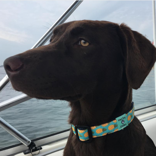 Dog on a boat with pineapple express collar