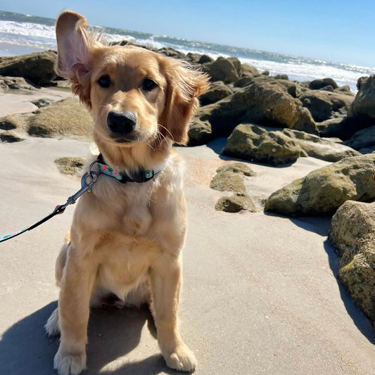 Dog sitting on a sandy beach with rocks and ocean in the background in Conchy the flamingo collar and leash