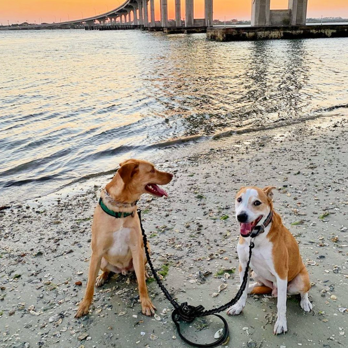 Two dogs on a leash sitting on a beach with a sunset in the background and Wet Dog gear
