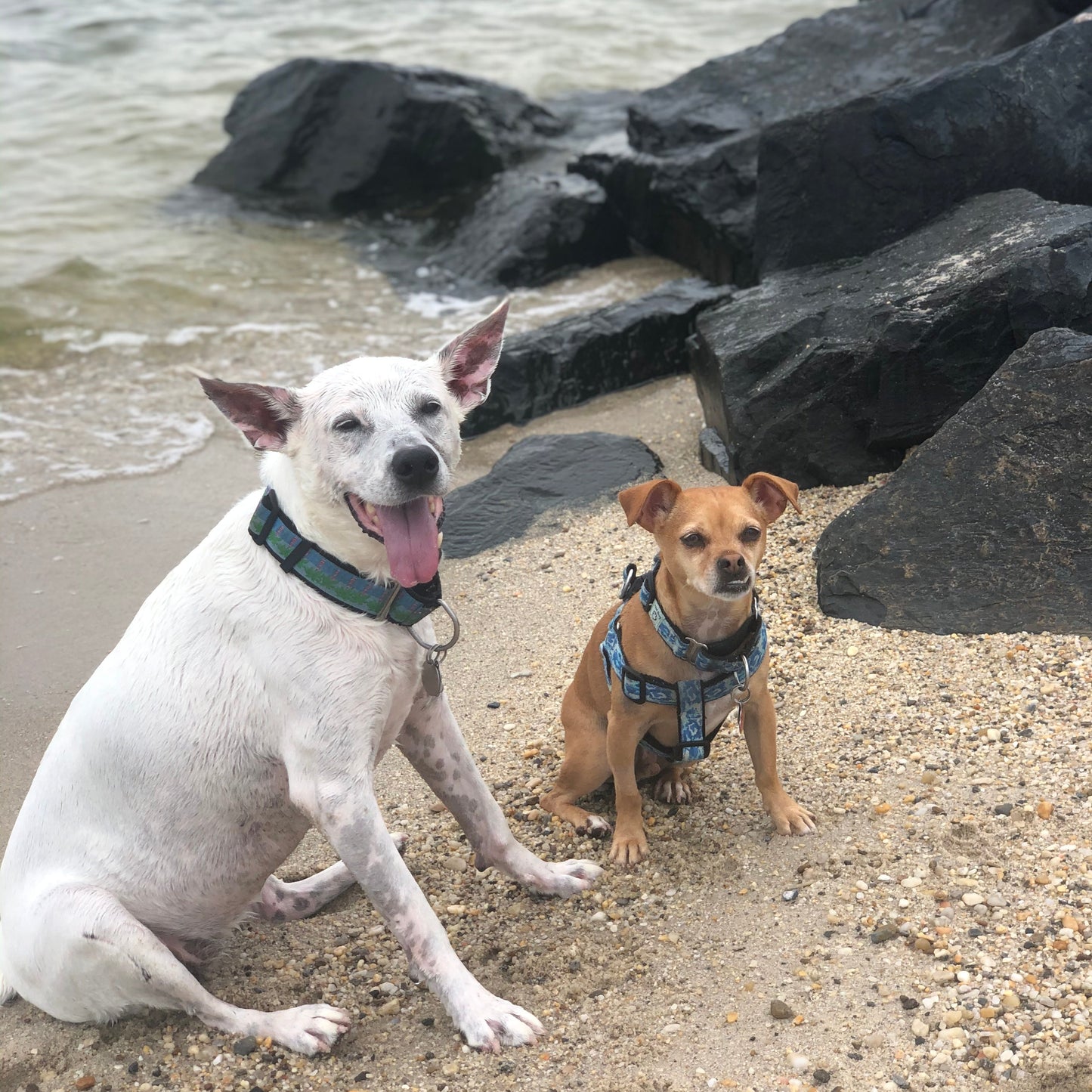 Two dogs sitting on a beach with rocks and water in the background