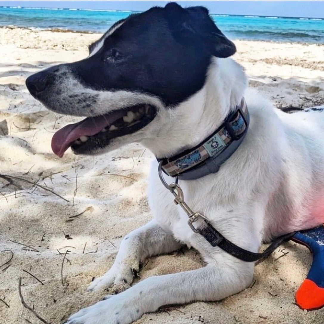 Dog with Bessie the Bus collar on a beach with ocean in the background