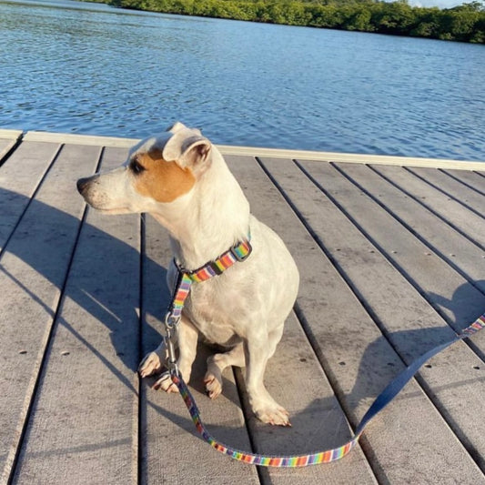 Dog on a Beach Cabana martingale collar and leash sitting on a wooden dock by a body of water