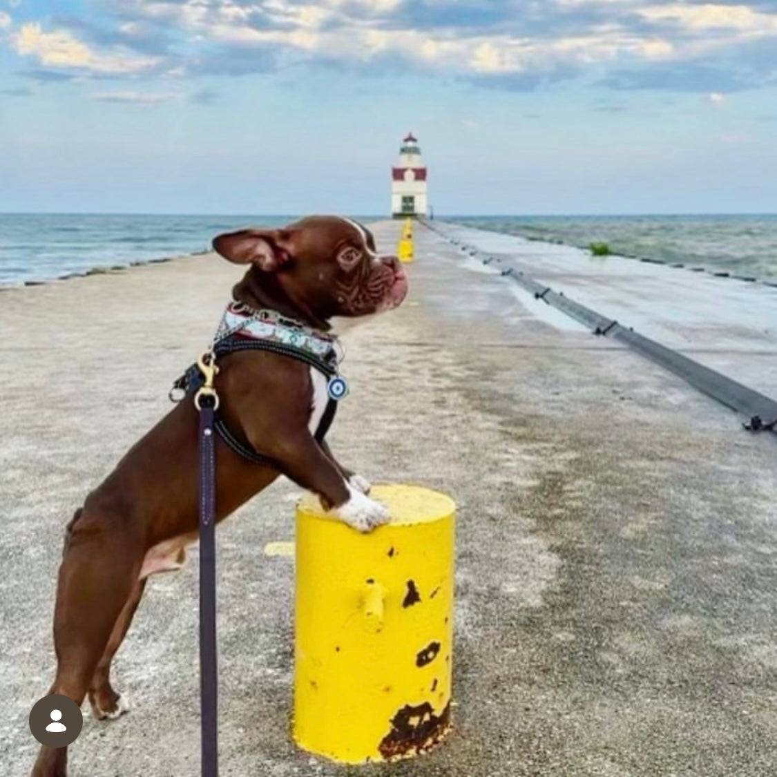 Dog with lighthouse rock collar standing on a yellow barrel on a pier with a lighthouse in the background