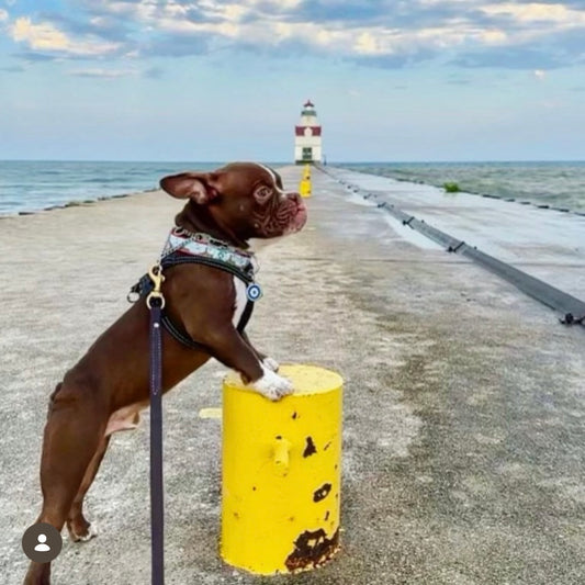 Dog with lighthouse rock collar standing on a yellow barrel on a pier with a lighthouse in the background