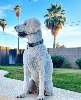 Pineapple Express Dog Collar and Leash