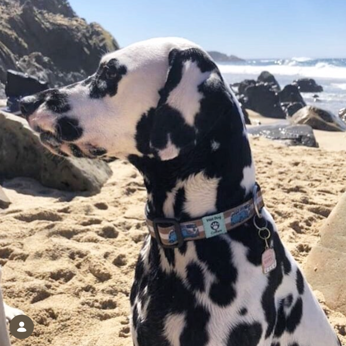 dalmatian on beach with vw bus dog collar