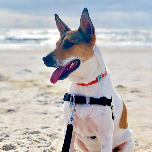 Dog on a leash sitting on a sandy beach with ocean in the background in spinnaker collar and no pull harness
