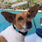 Dog on boat wearing a blue collar with 'Wet Dog Crew' text, ocean in background