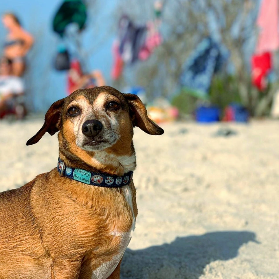 Dog on a beach with people and umbrellas in the background