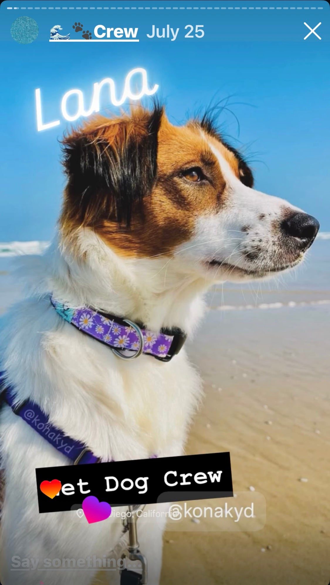 Dog on a beach with a blue sky, wearing a collar with a brand logo.