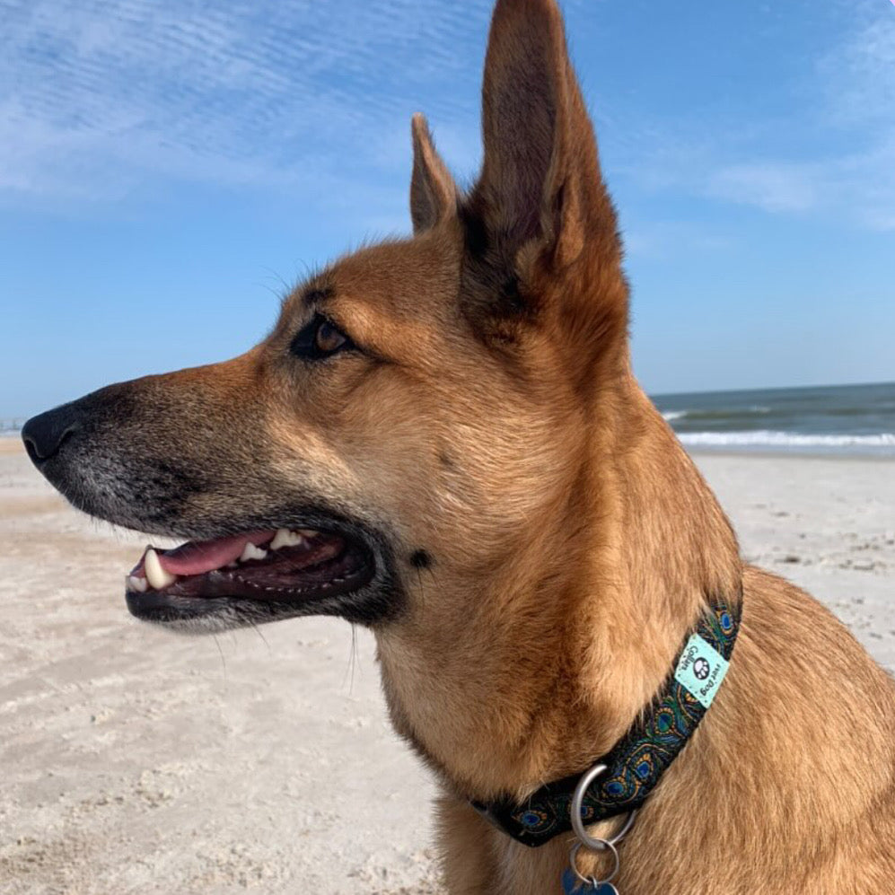 Dog on a beach with ocean and clear sky in the background