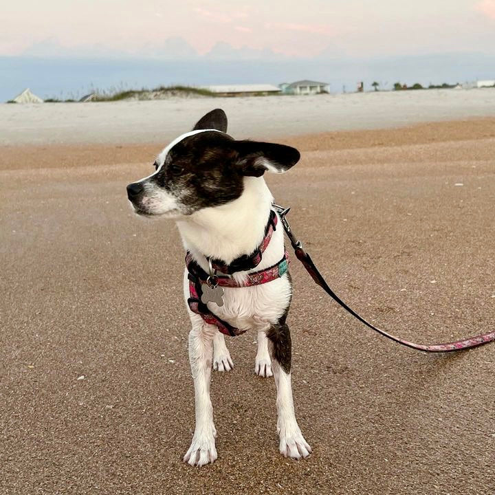 Dog on a leash standing on a sandy beach with houses and water in the background