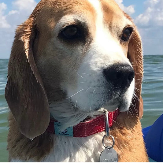 Spinnaker Sail Dog Collar