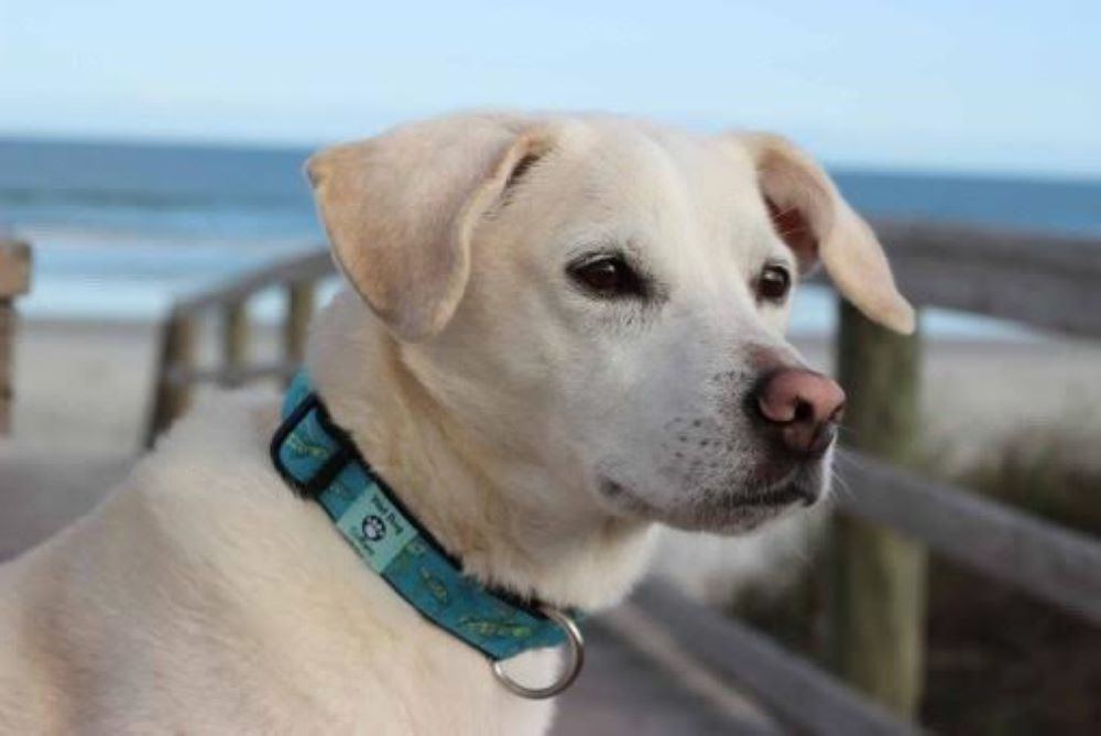 Dog with a teal collar on a beach