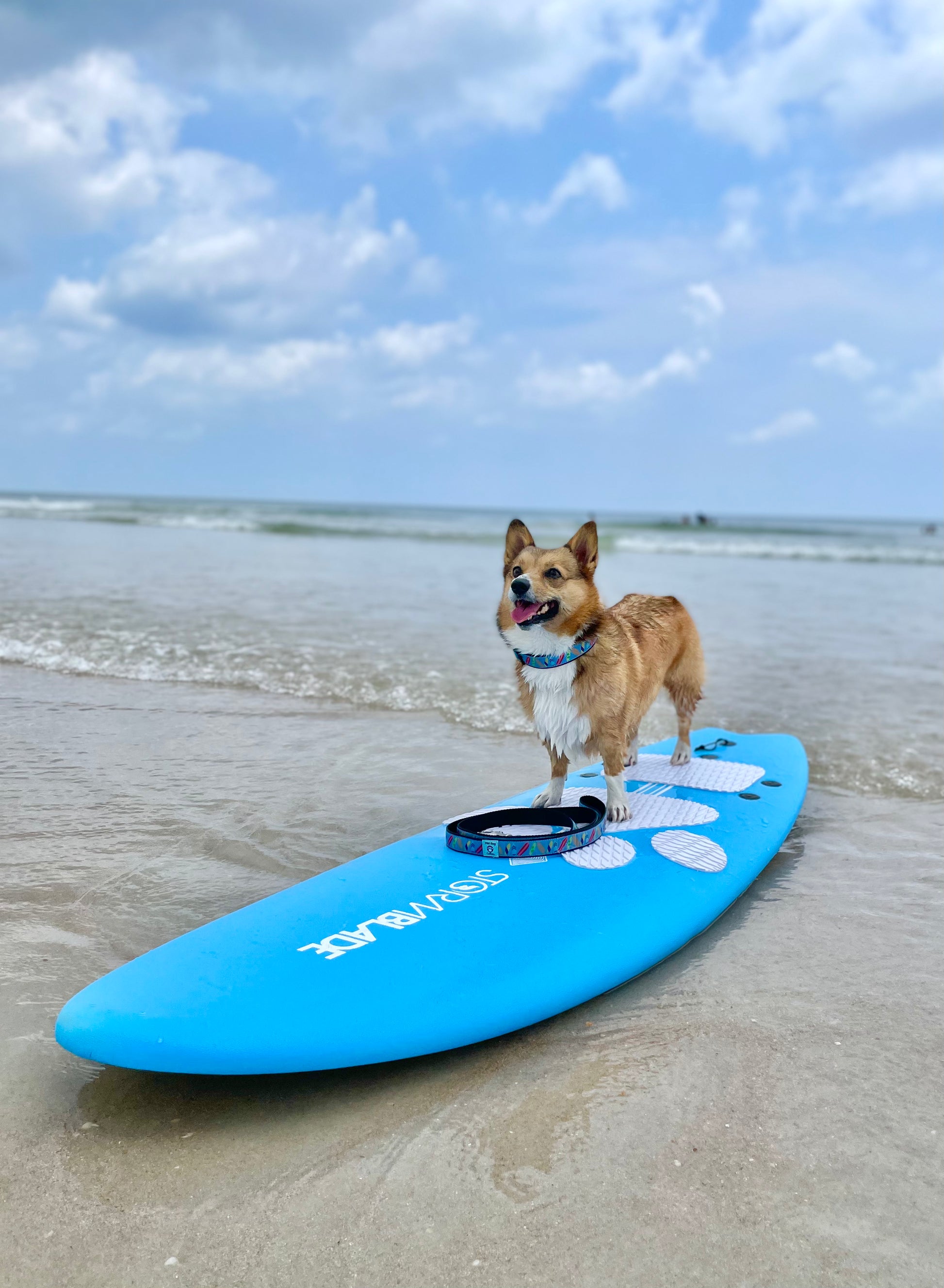 A small tan and white dog with surfboard collar stands on a bright blue paddleboard on a sandy beach with ocean waves and a cloudy blue sky in the background.