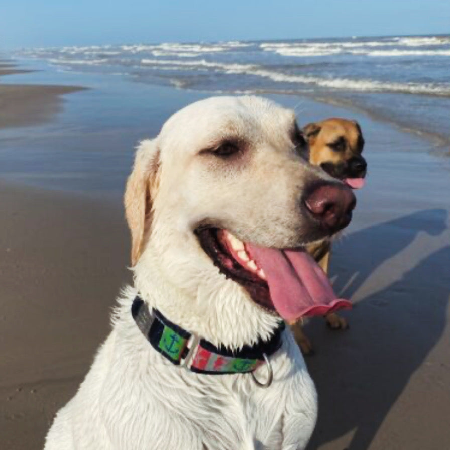 Two dogs on a beach with one panting and the other in the background. one in Sandbar Martingale collar