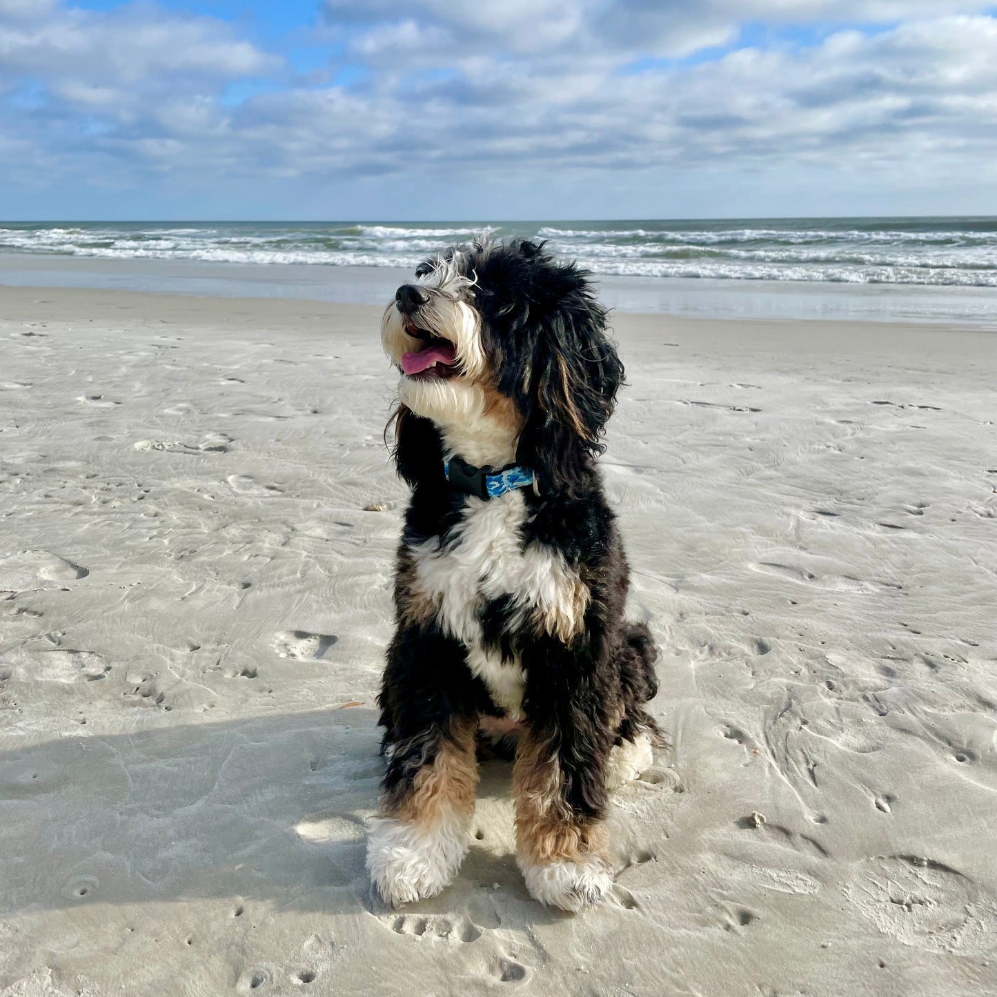 Dog sitting on a sandy beach with ocean and sky in the background in 4 oceans dog collar