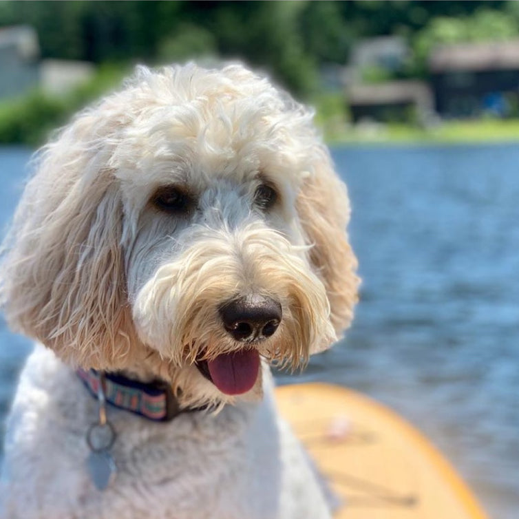 White dog with a fluffy coat sitting on a paddleboard in the water.