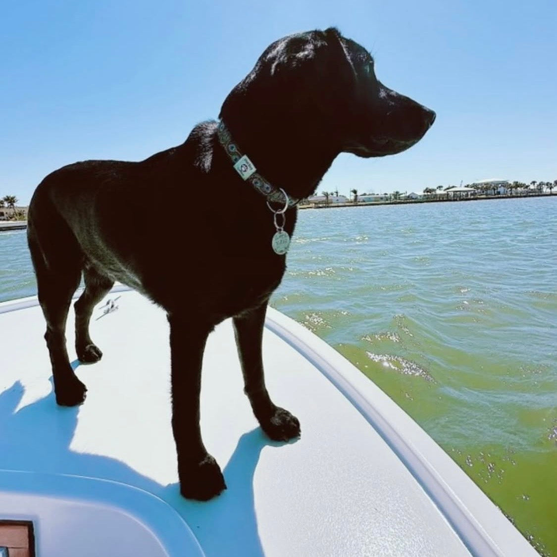 Black dog on a boat with water and sky in the background in ponces's peacock collar