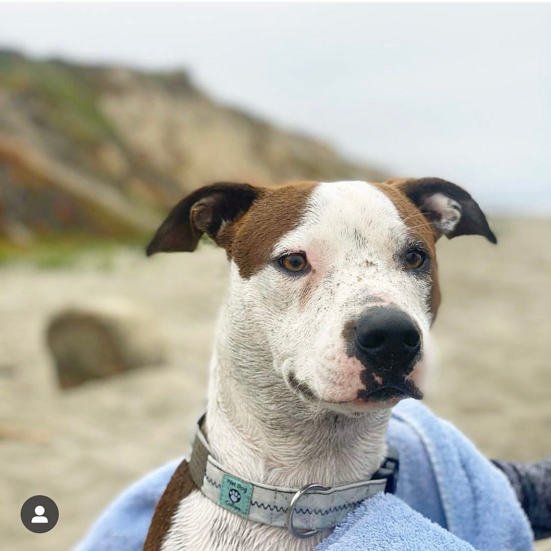 dog on a beach with sailcloth dog collar 