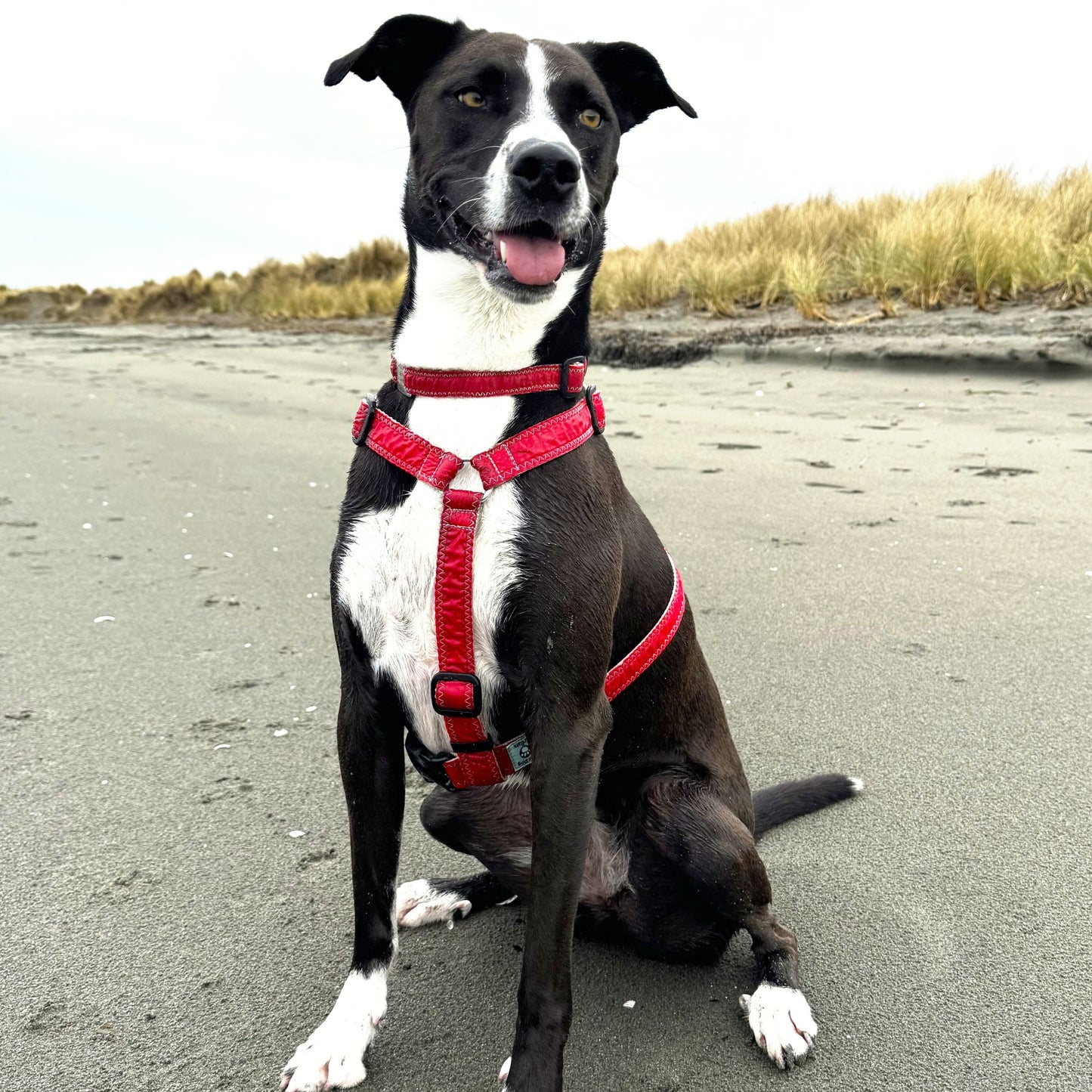 Dog wearing a red spinnaker collar roman style harness sitting on a sandy beach.