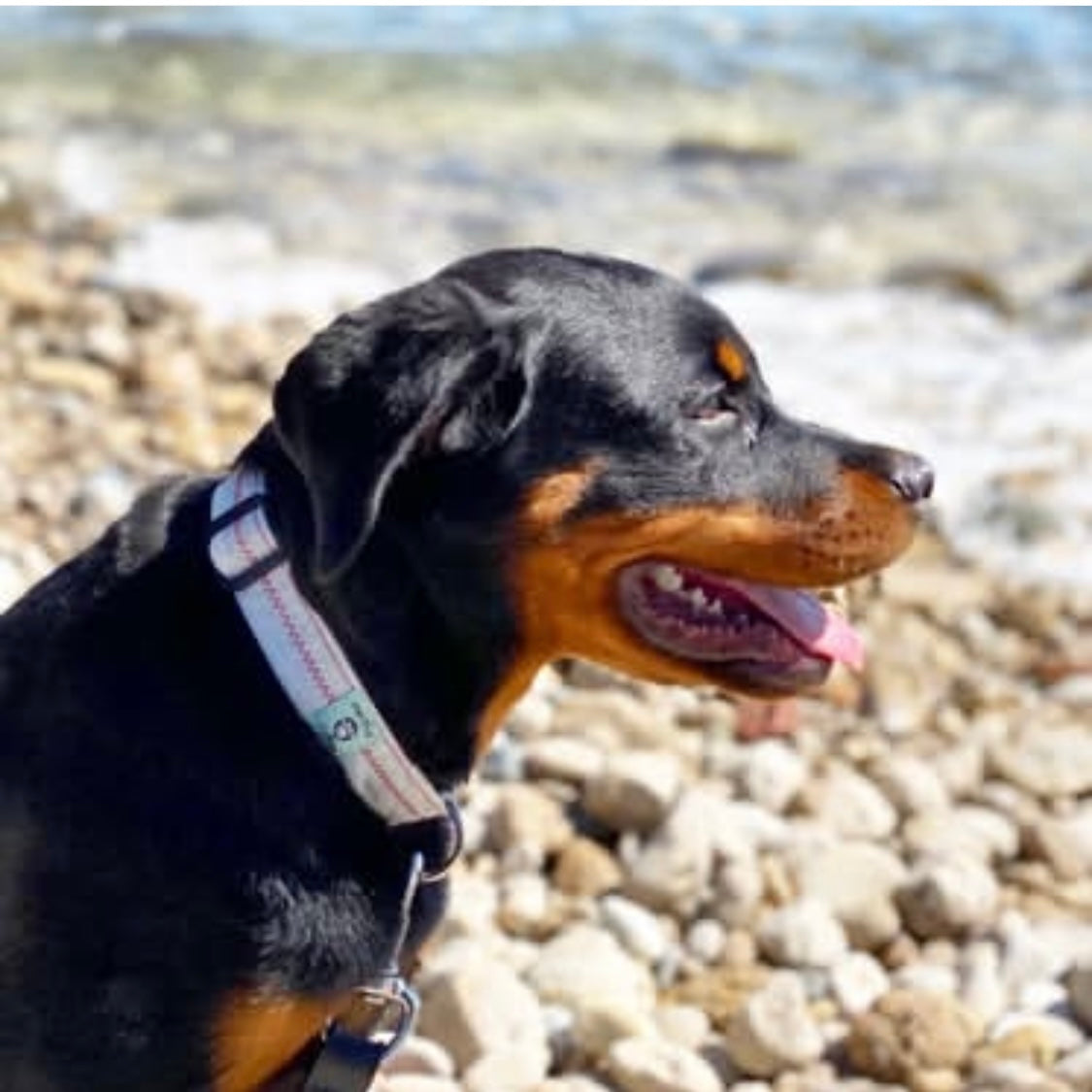 dog on a rocky beach with sailcloth collar