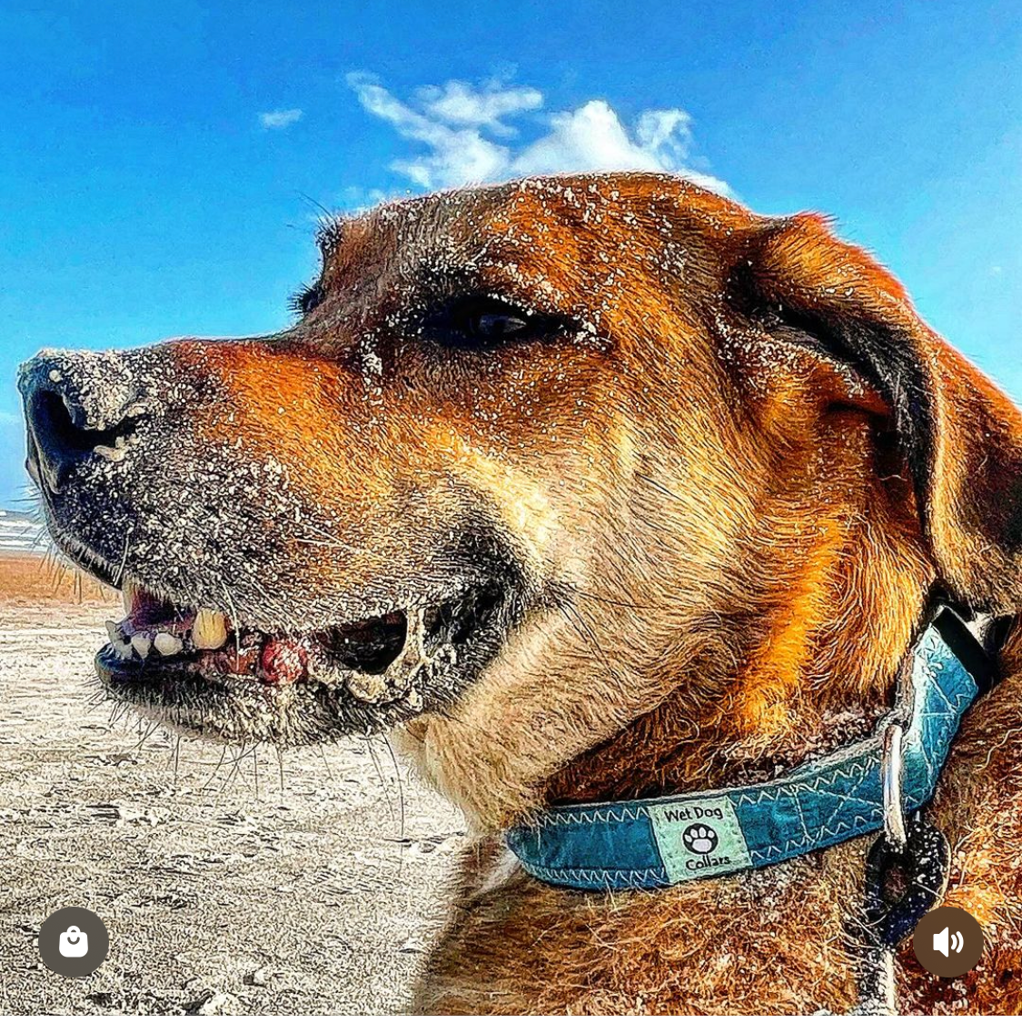 Dog wearing a spinnaker collar with a beach background and sandy face