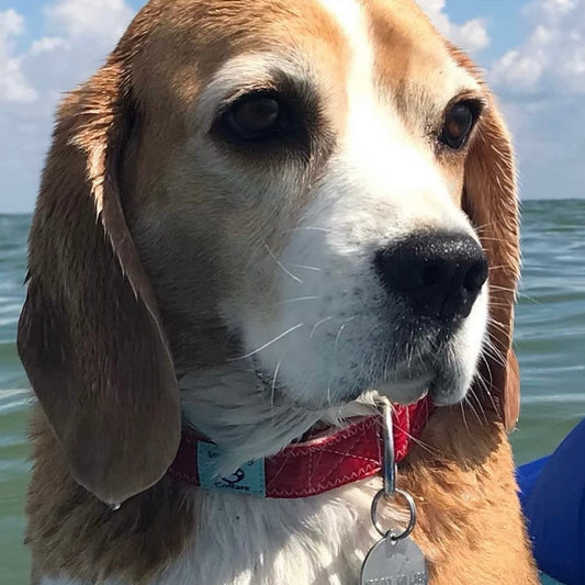 Dog with a red spinnaker collar and stainless name tag in front of a body of water