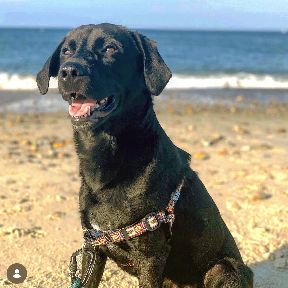 Dog on a beach with no pull harness