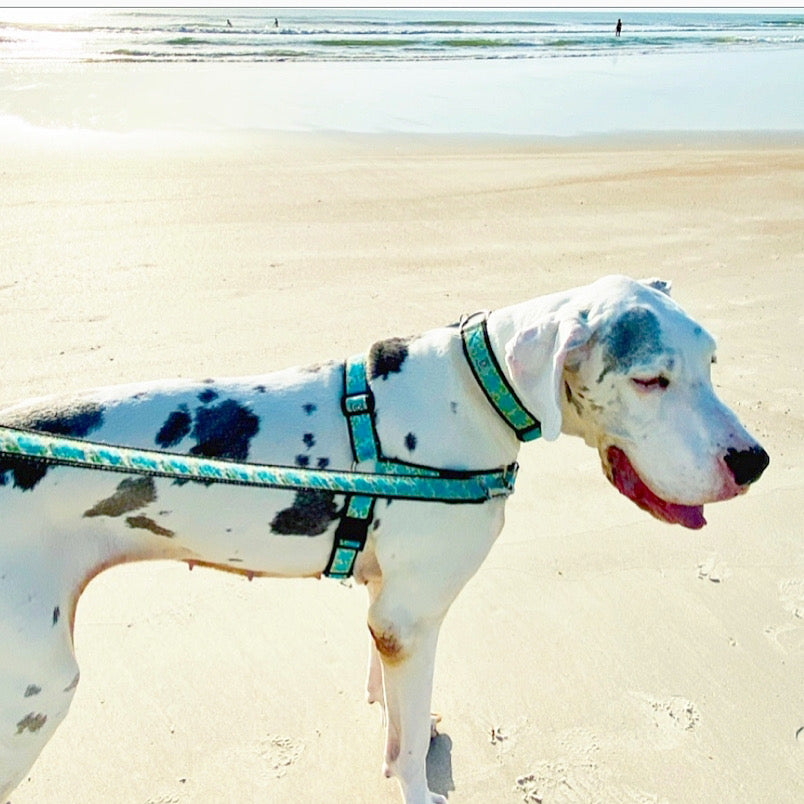 Dog with no pull harness and leash at the beach