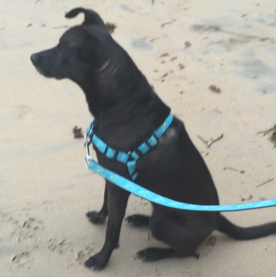 no pull / front pull harness made for beach use with saltwater proof stainless steel hardware and durable marine materials.