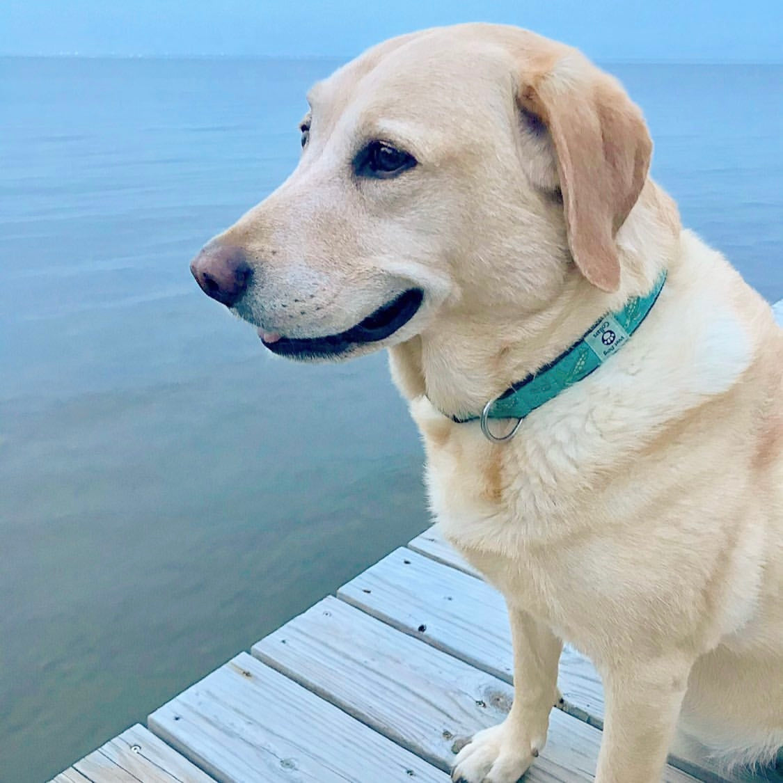 Dog on a wooden dock by the water with sea turtles collar