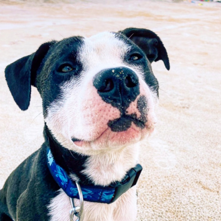 Dog with a blue crab collar on beach