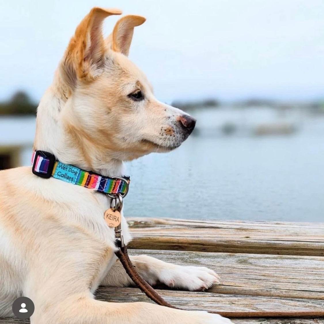 Dog wearing a colorful beach cabana collar sitting on a wooden dock by water